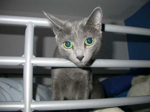 Russisch Blau Kater, unser Russisch Blau Deckkater Tovarisch.