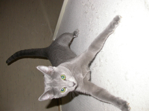 Russisch Blau Katze, unser eigener Nachwuchs die Russisch Blau Elissa Nastasja von Meantisus.