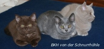 Link auf die Homepage des Z�chters des Zwingers von der Schnurrh�le