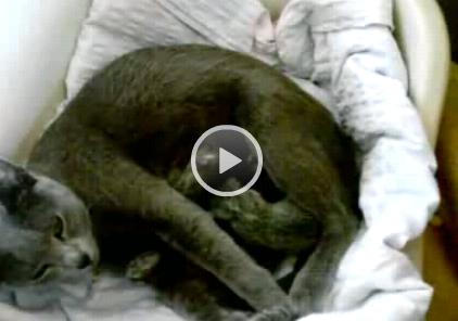 Videos unserer Cattery