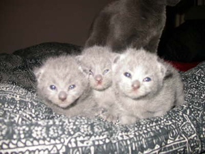 Russisch Blau Kitten, unser A-Wurf wenige Tage nach der Geburt.