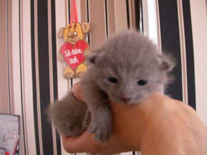 Russisch Blau Kitten, unser B-Wurf zusammen mit der Mutti in der Kuschelh�le.