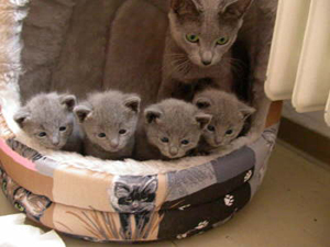 Russisch Blau Kitten, unser B-Wurf zusammen mit der Mutti in der Kuschelh�le.
