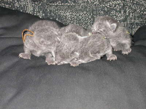 Russisch Blau Kitten, unser C-Wurf wenige Stunden nach der Geburt.