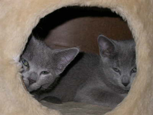 Russisch Blau Kitten, unser D-Wurf beim Relaxen im Kratzbaum.