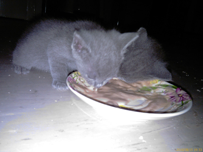 Russisch Blau Kitten, unser E-Wurf beim ersten Mahl das nicht aus einer Milchdr�se stammt.