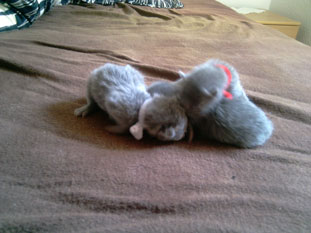 Russisch Blau Kitten, unser F-Wurf.