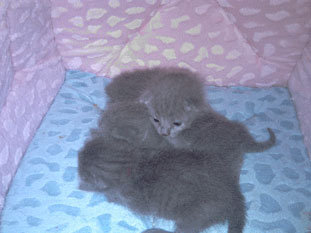 Russisch Blau Kitten, unser F-Wurf.