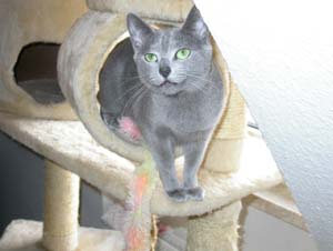 Russisch Blau Katze, unsere Russisch Blau Katze Nadeshda.