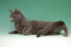 Russisch Blau Kater, unser Russisch Blau Deckkater Tovarisch.